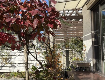 「ハナミズキの紅葉と、おばあちゃんの思い出」