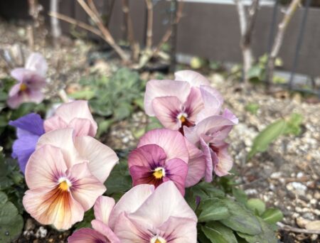 庭の手入れと同じように、身体にも少しのケアを🌸